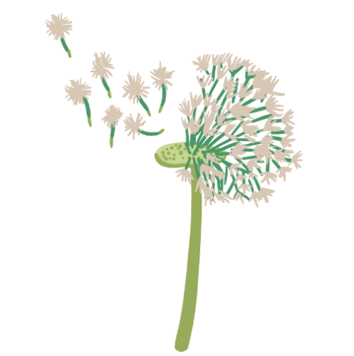 N&C Dandelion